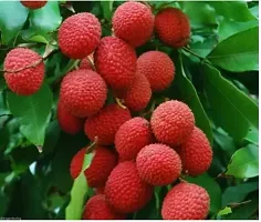 Natural Litchi Plant-thumb1