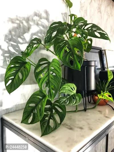 Natural Philodendron Plant