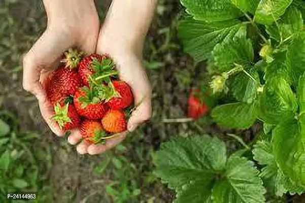 Strawberry Plant-thumb0