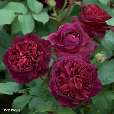 Natural Rose Plant-thumb0