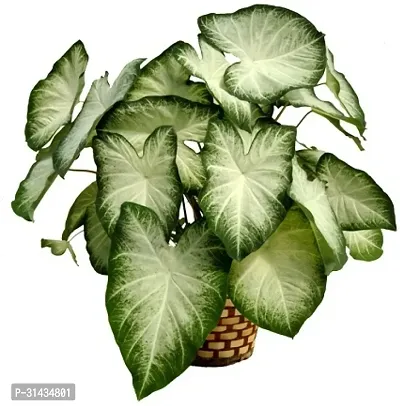 Natural Caladium Plant-thumb0