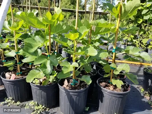 Natural Gular/Cluster Fig Plant-thumb0