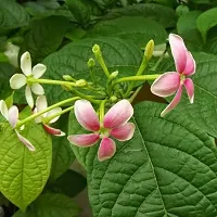 Natural Madhumalti/Rangoon Creeper Plant-thumb1