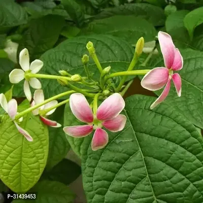 Natural Madhumalti/Rangoon Creeper Plant-thumb2