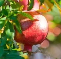 Natural Pomegranate Plant-thumb2