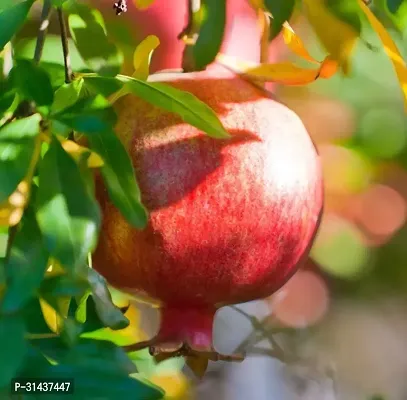 Natural Pomegranate Plant-thumb3