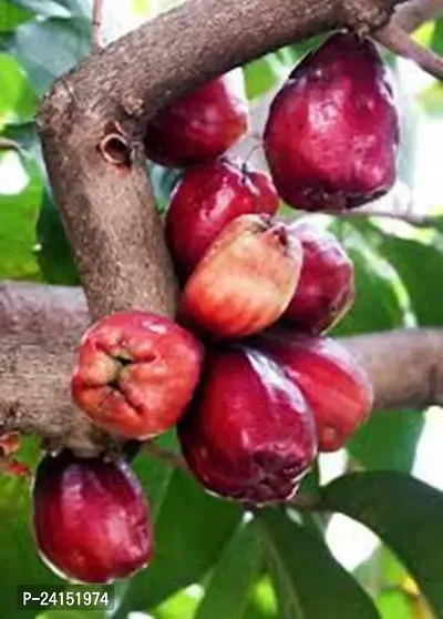 Malay Apple Plant