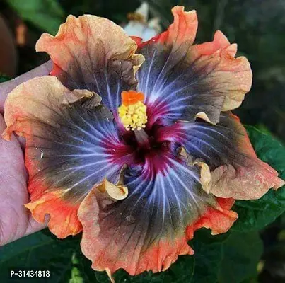 Natural Hibiscus Plant-thumb0