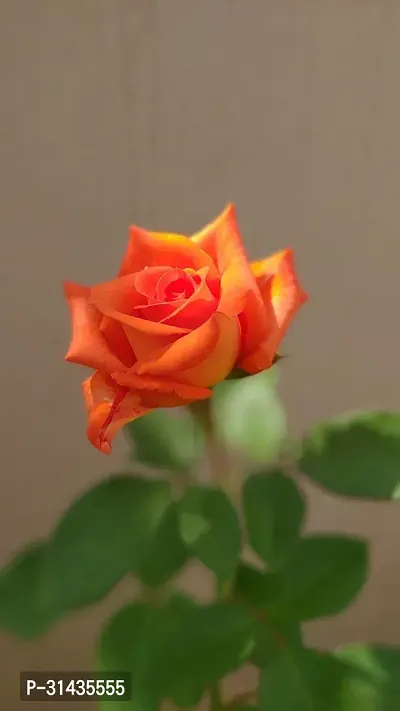 Natural Rose Plant-thumb0