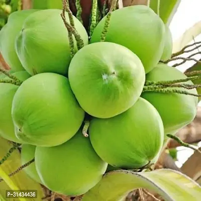 Natural Coconut Plant-thumb0