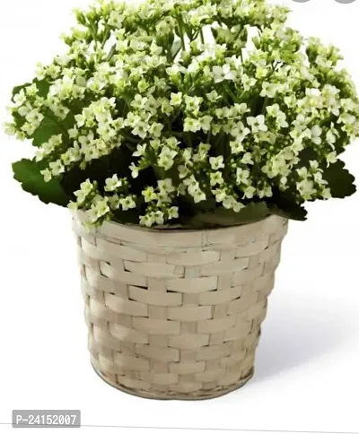 Kalanchoe Plant