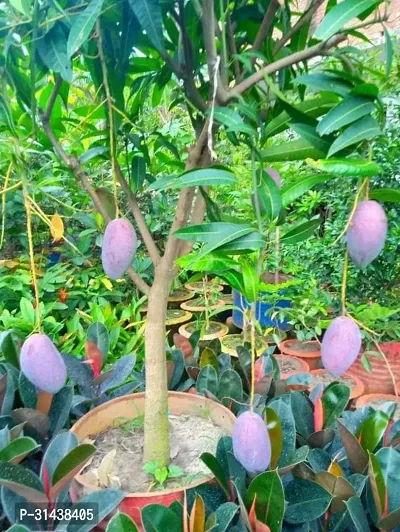 Natural Mango Plant