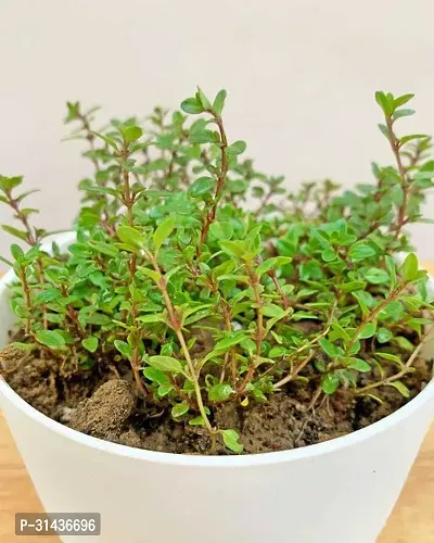 Natural Thyme Herb Plant