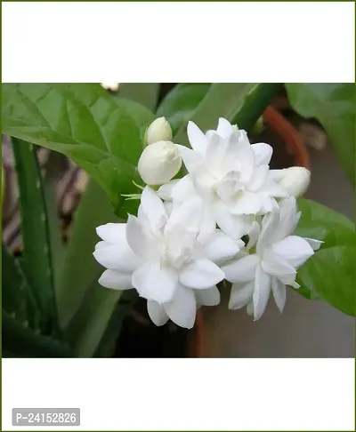 Jasmine Plant