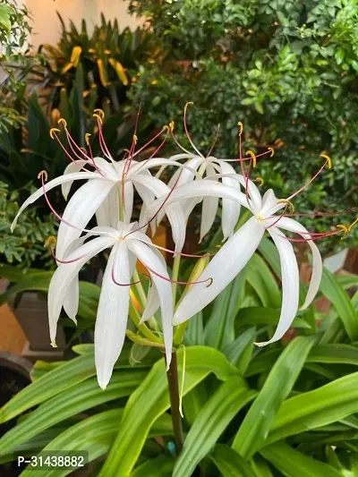 Natural Crinum Swamp Lily Plant With Pot