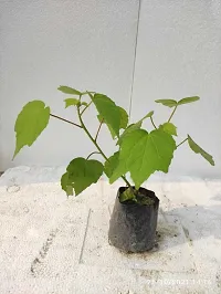 Natural Lotus Plant-thumb3