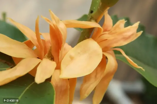 Natural Golden Champa Plant