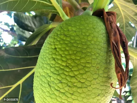 Breadfruit Plant