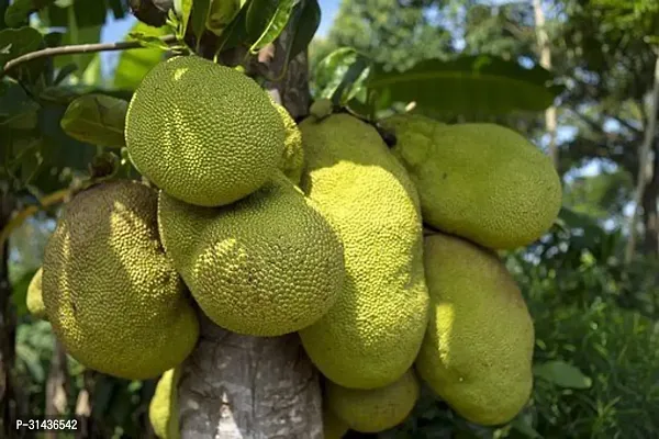 Natural Jack Fruit Plant-thumb0