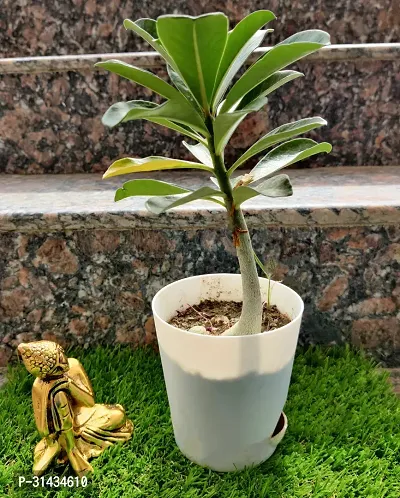 Natural Adenium Plant With Pot-thumb0