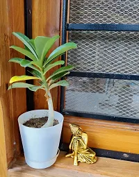 Natural Adenium Plant With Pot-thumb2