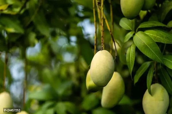 Natural Mango Plant-thumb2