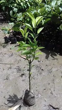 Natural Lemon Plant-thumb4