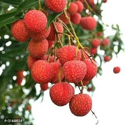 Natural Litchi Plant-thumb0