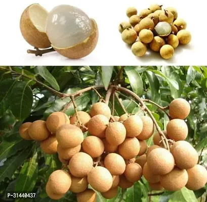 Natural Litchi Plant-thumb0