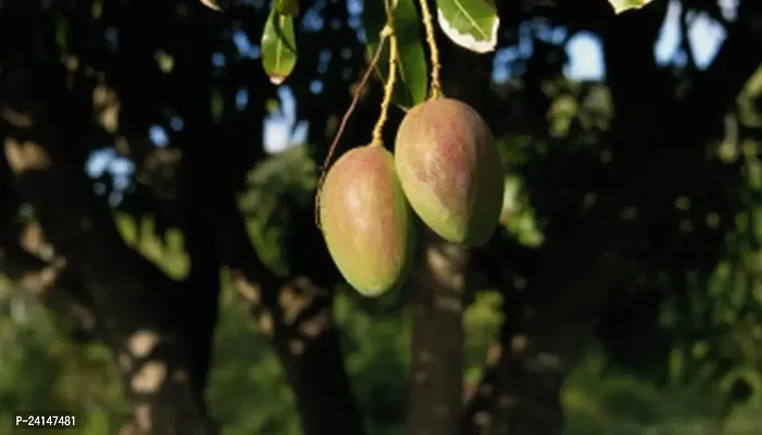 Mango Plant