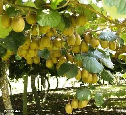 Natural Kiwi Plant-thumb0