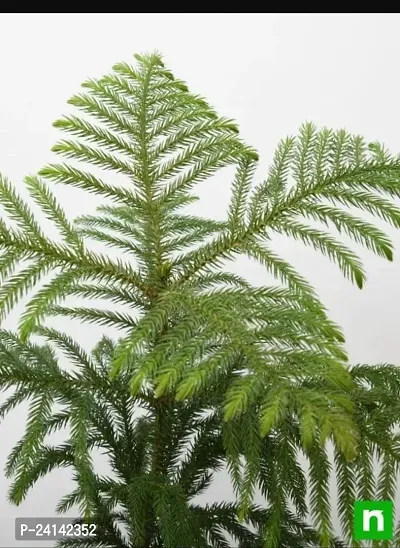Christmas Tree Plant-thumb2