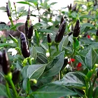 Natural Mirch/Chilli Plant-thumb1