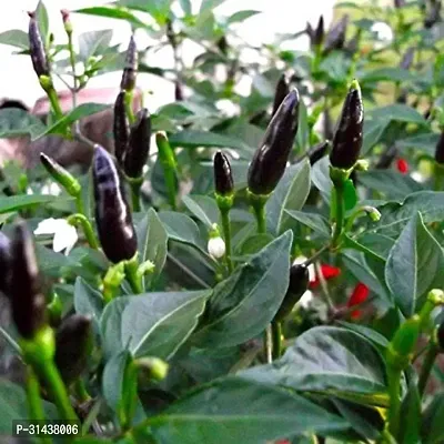 Natural Mirch/Chilli Plant-thumb2