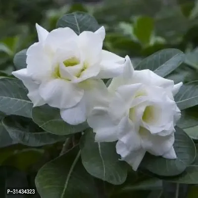 Natural Adenium Plant-thumb4