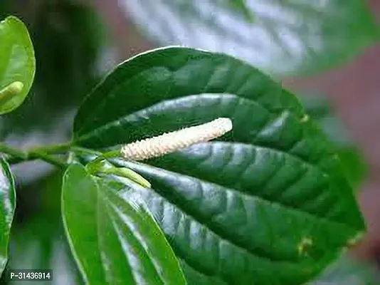 Natural Betel Leaf Plant-thumb3