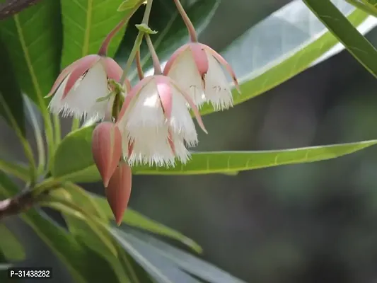 Natural Rudraksh Live Plant-thumb2