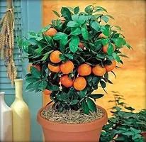 Natural Orange Plant-thumb1