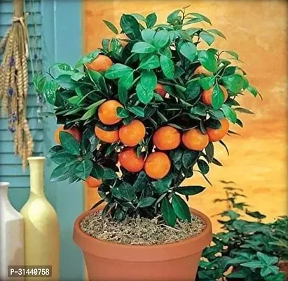 Natural Orange Plant-thumb2