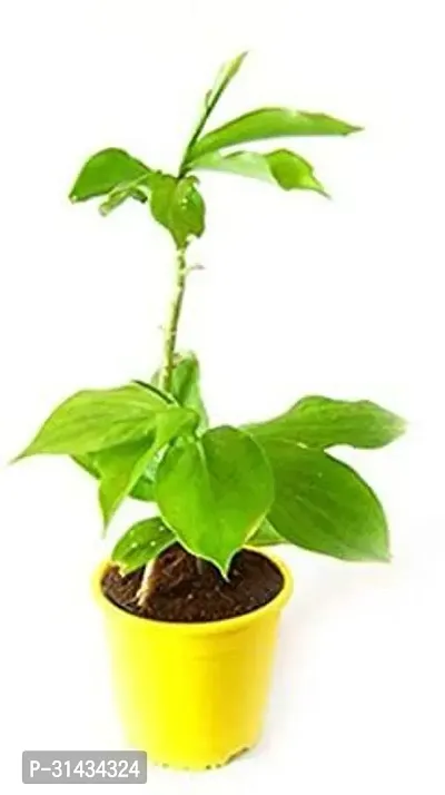 Natural Insulin Plant-thumb4