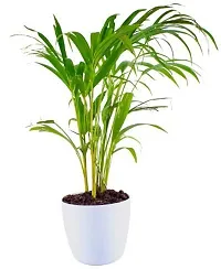 Natural Areca Palm Plant-thumb2