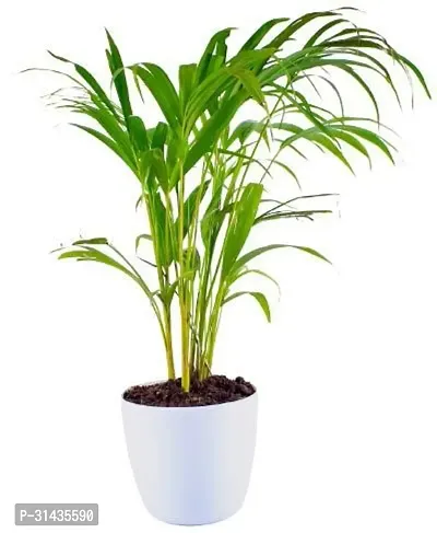 Natural Areca Palm Plant-thumb3