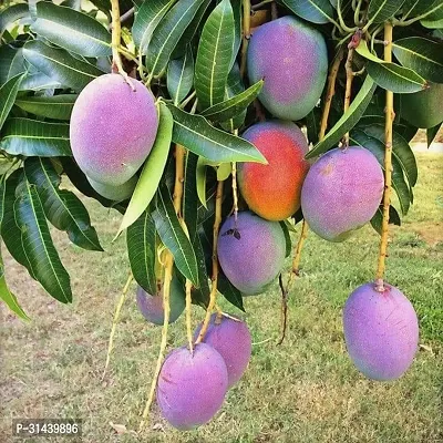 Natural Mango Plant-thumb0