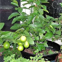 Natural Lemon Plant-thumb1