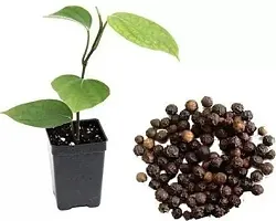 Natural Pepper Plant-thumb1