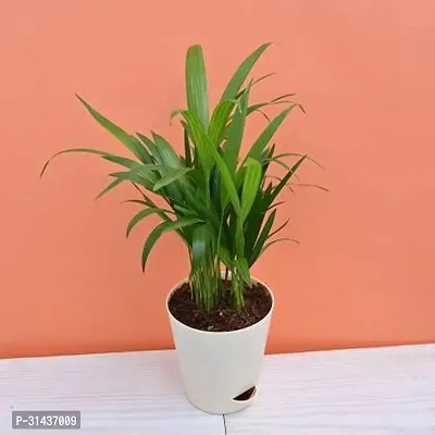 Natural Areca Palm Plant-thumb0