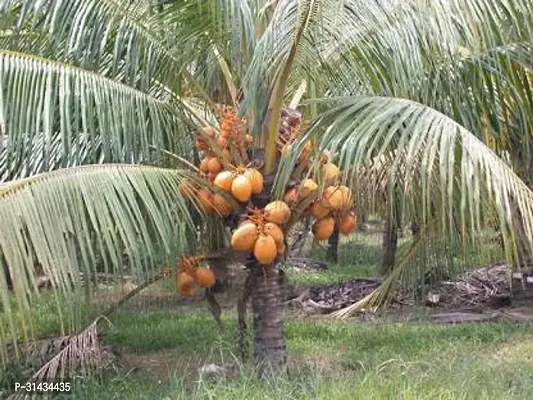 Natural Coconut Plant-thumb0