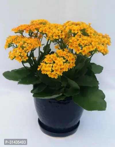 Natural Kalanchoe Plant-thumb0