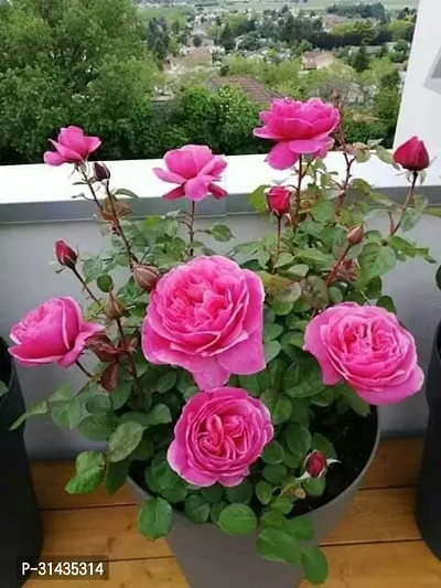 Natural Rose Plant-thumb0