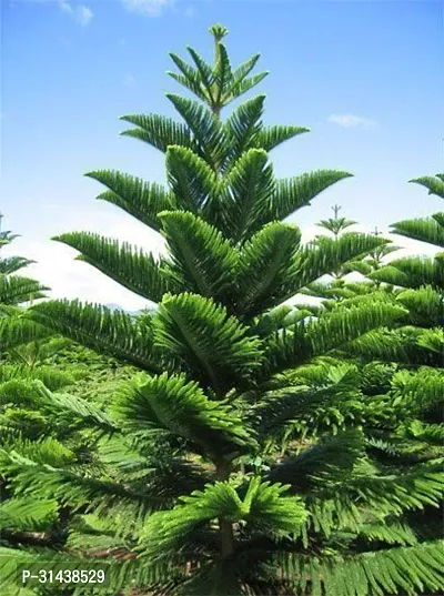 Natural Christmas Tree Plant-thumb0